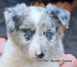 Blue Merle Female, medium coat, border collie puppy